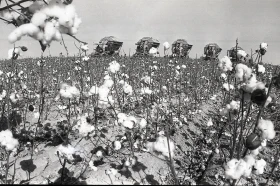 Қазақстанда мақта шаруашылығын дамыту - фото 19