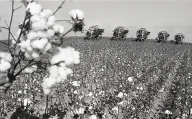 Қазақстанда мақта шаруашылығын дамыту - фото 20