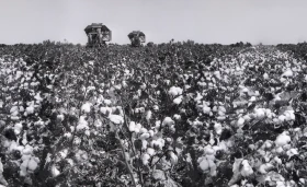 Қазақстанда мақта шаруашылығын дамыту - фото 21