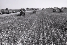 Қазақстанда мақта шаруашылығын дамыту - фото 22