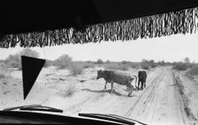 Кадрлардағы Тарихи Арал - фото 11