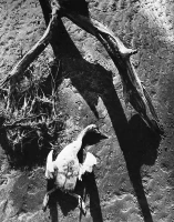 Кадрлардағы Тарихи Арал - фото 21