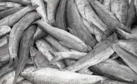 Кадрлардағы Тарихи Арал - фото 55