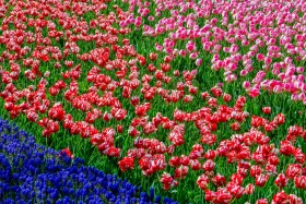 «Таза Қазақстан» - «Алматы – біздің ортақ үйіміз» - фото 5