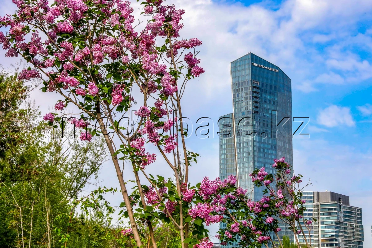 «Таза Қазақстан» - «Алматы – біздің ортақ үйіміз» - фото 1