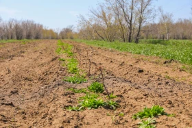 Вблизи канала Нура-Есиль в городе Косшы посадили две тысячи яблонь - фото 1