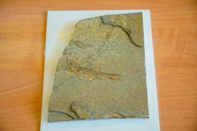 Ақсу-Жабағылы қорығы - фото 9