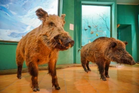 Ақсу-Жабағылы қорығы - фото 11