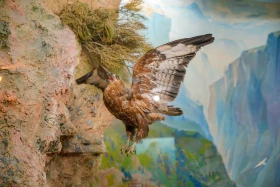 Ақсу-Жабағылы қорығы - фото 14