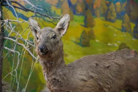 Ақсу-Жабағылы қорығы - фото 15