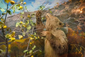 Ақсу-Жабағылы қорығы - фото 17