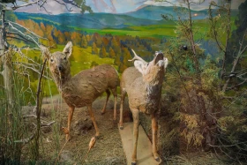 Ақсу-Жабағылы қорығы - фото 18