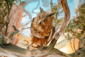 Ақсу-Жабағылы қорығы - фото 20