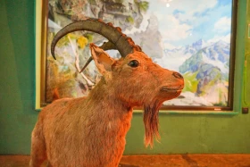 Ақсу-Жабағылы қорығы - фото 21