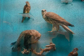 Ақсу-Жабағылы қорығы - фото 24