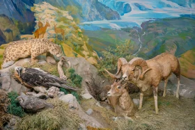 Ақсу-Жабағылы қорығы - фото 25