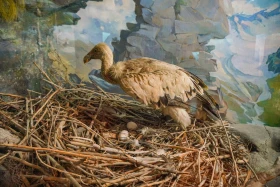 Ақсу-Жабағылы қорығы - фото 30