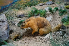 Ақсу-Жабағылы қорығы - фото 31