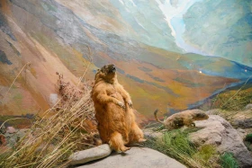 Ақсу-Жабағылы қорығы - фото 33