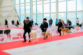 Астанада иттердің халықаралық көрмесі өтіп жатыр - фото 4