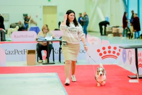 Астанада иттердің халықаралық көрмесі өтіп жатыр - фото 7