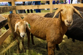 «JańaDala/GreenDay 2024» көрмесіне 200 компания қатысып жатыр - фото 7