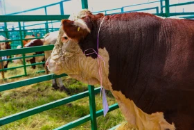 «JańaDala/GreenDay 2024» көрмесіне 200 компания қатысып жатыр - фото 11