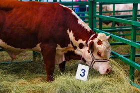 «JańaDala/GreenDay 2024» көрмесіне 200 компания қатысып жатыр - фото 12