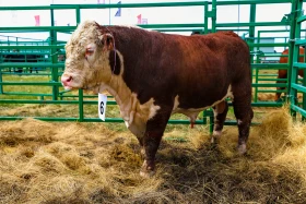 «JańaDala/GreenDay 2024» көрмесіне 200 компания қатысып жатыр - фото 24