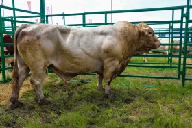 «JańaDala/GreenDay 2024» көрмесіне 200 компания қатысып жатыр - фото 26