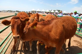 Тараздағы ауыл шаруашылығы - фото 1