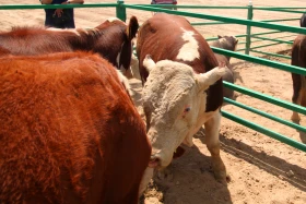 Тараздағы ауыл шаруашылығы - фото 2