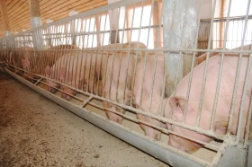 Тараздағы ауыл шаруашылығы - фото 9