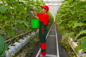 Тараздағы ауыл шаруашылығы - фото 11