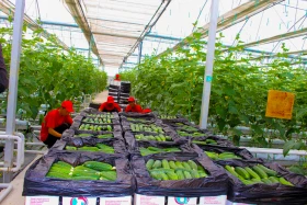 Тараздағы ауыл шаруашылығы - фото 13