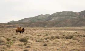 The Nature of Taldykorgan - photo 3