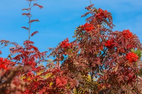 Елорданың алтын күзі - фото 11