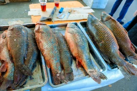 Астанадағы Ақмола облысының ауыл шаруашылығы жәрмеңкесі - фото 4