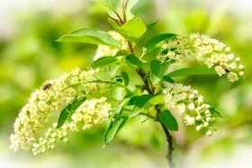 Алматыдағы көктемгі көңіл-күй - фото 6