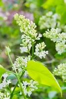 Алматыдағы көктемгі көңіл-күй - фото 7