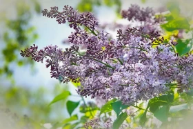 Алматыдағы көктемгі көңіл-күй - фото 9