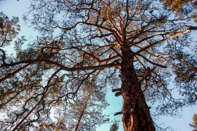 Бурабайдың қысқы ертегісі - фото 23