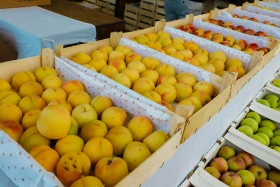 Астанадағы Мақтарал ауданының ауыл шаруашылық жәрмеңкесі - фото 24