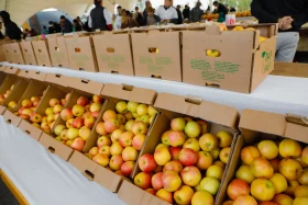 Астанадағы Мақтарал ауданының ауыл шаруашылық жәрмеңкесі - фото 30