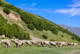 Ойжайлау Түрген шатқалы - фото 2