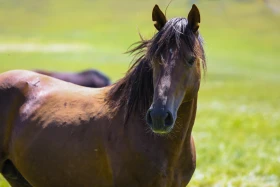 Ойжайлау Түрген шатқалы - фото 8