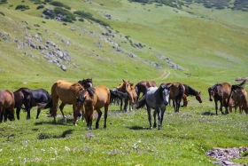 Ойжайлау Түрген шатқалы - фото 12