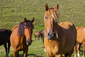 Ойжайлау Түрген шатқалы - фото 15
