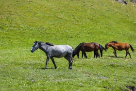 Ойжайлау Түрген шатқалы - фото 16