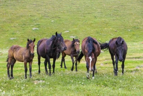 Ойжайлау Түрген шатқалы - фото 18